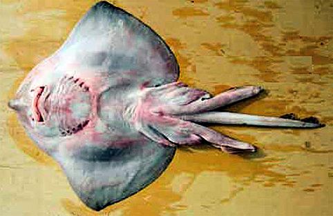 Raja brachyura_002.jpg